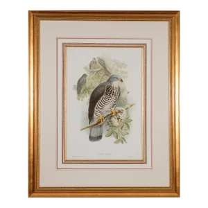 Honey Buzzard Bird: A Framed Original 19th C. Hand-Colored Lithograph by Gould, 1862-1873