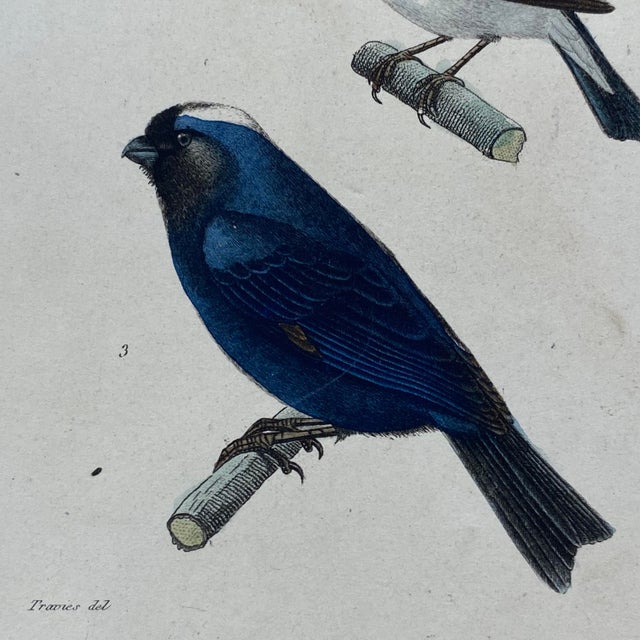 18th Century French Antique 18th Century "Dur Bec" Bird Engraving Hand Colored Signed Artwork For Sale - Image 5 of 9