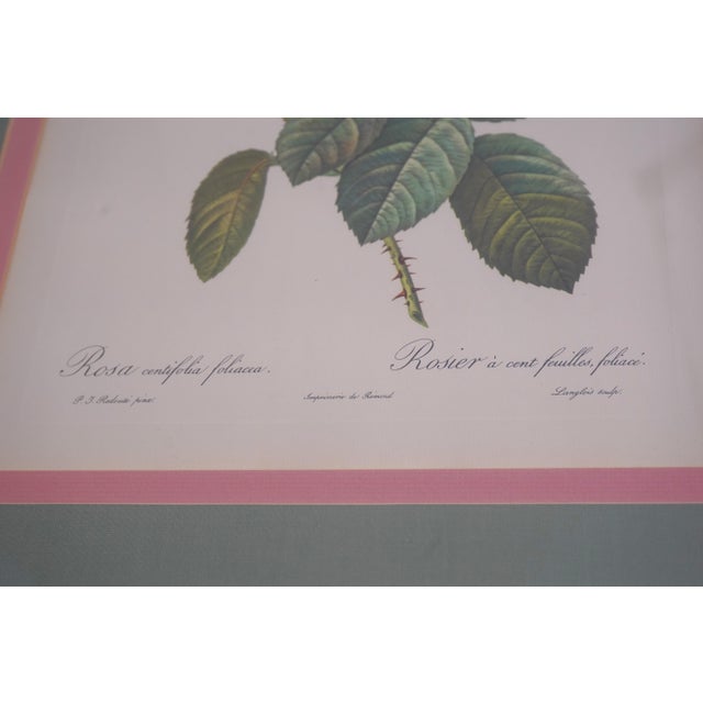 1900s Set of 6 Rose Engraving Prints Artwork For Sale - Image 15 of 18