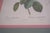 1900s Set of 6 Rose Engraving Prints Artwork For Sale - Image 15 of 18