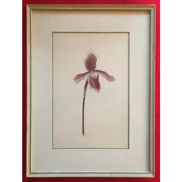 Watercolor Botanical Painting of a Lady Slipper Orchid 1940's For Sale - Image 9 of 12