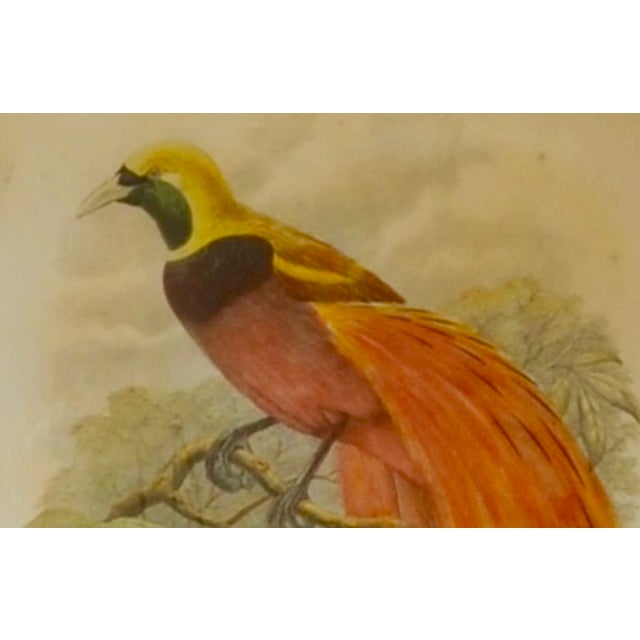 Original 19th-Century John Gould “Paradisaea Intermedia” Hand-Colored Lithograph For Sale - Image 4 of 9