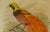 Original 19th-Century John Gould “Paradisaea Intermedia” Hand-Colored Lithograph For Sale - Image 4 of 9