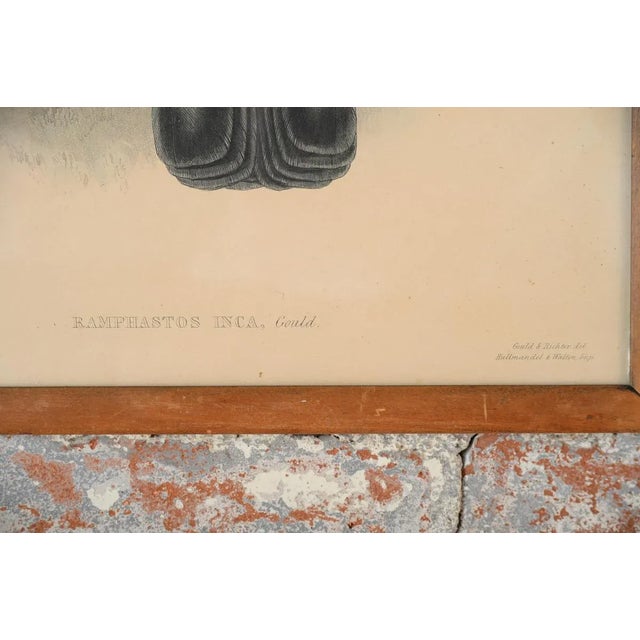 John Gould "Ramphatos Inca-Toucan" Bird Litho. For Sale - Image 5 of 9