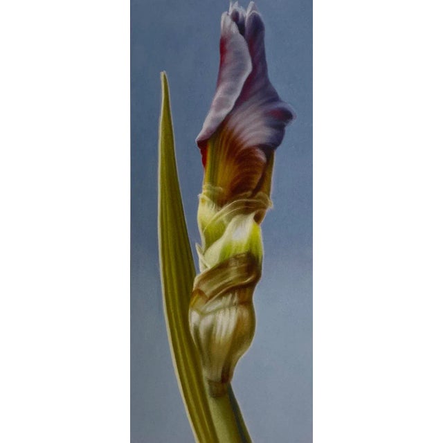 Elizabeth Rickert, Iris IIi, Reproduction Print For Sale