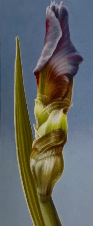 Elizabeth Rickert, Iris IIi, Reproduction Print