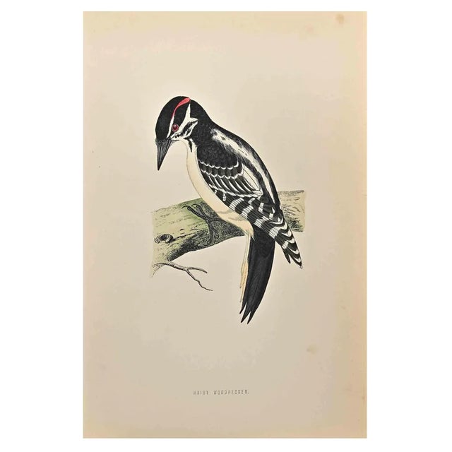 Alexander Francis Lydon, Hairy Woodpecker, Woodcut Print, 1870 For Sale