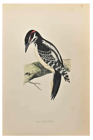 Alexander Francis Lydon, Hairy Woodpecker, Woodcut Print, 1870