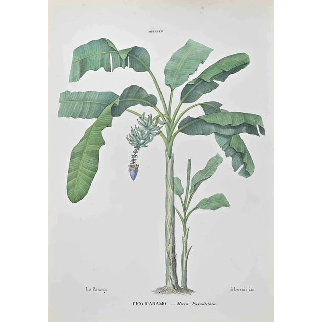 Lithograph hand watercolored. Belongs to the Series "Atlante di Botanica popolare ossia Illustrazione di Piante Notevoli...