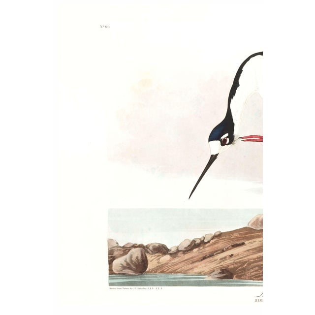 Illustration Long-Legged Avocet, Museum Style Audubon Bird Print, 30" X 20" For Sale - Image 3 of 11
