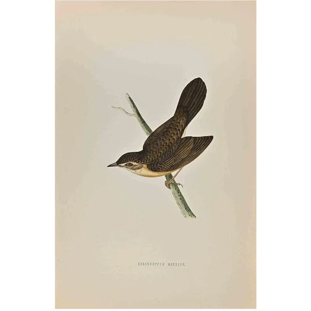 Grasshopper Warbler is a modern artwork realized in 1870 by the British artist Alexander Francis Lydon (1836-1917) ....