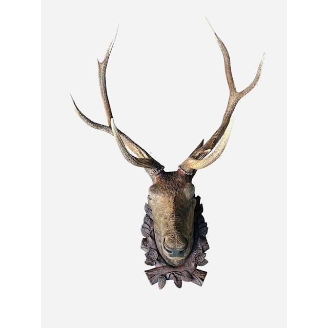 Wood Carved Stag Head. Austrian carver. This [ice will certainly make a statement on your wall.