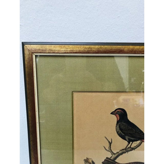 George Edwards, Bird Illustration, 1762, Copper Engraving For Sale - Image 7 of 9
