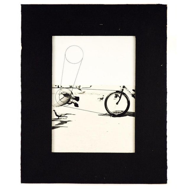 Modern Pino Settanni, Birds, 1970s, Photography, Framed For Sale - Image 3 of 5