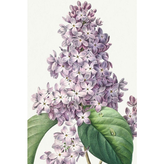A graceful example of early 19th-century botanical illustration, this vintage art print reproduction features Lilac by...