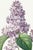 A graceful example of early 19th-century botanical illustration, this vintage art print reproduction features Lilac by...