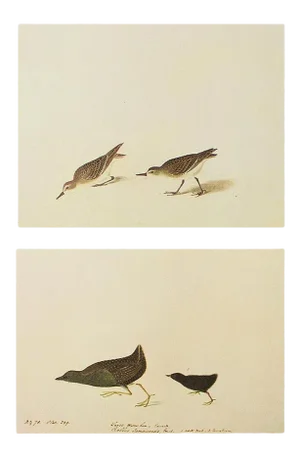 1966 Vintage Cottage Print "Semipalmated Sandpiper & Black Rail" After John James Audubon