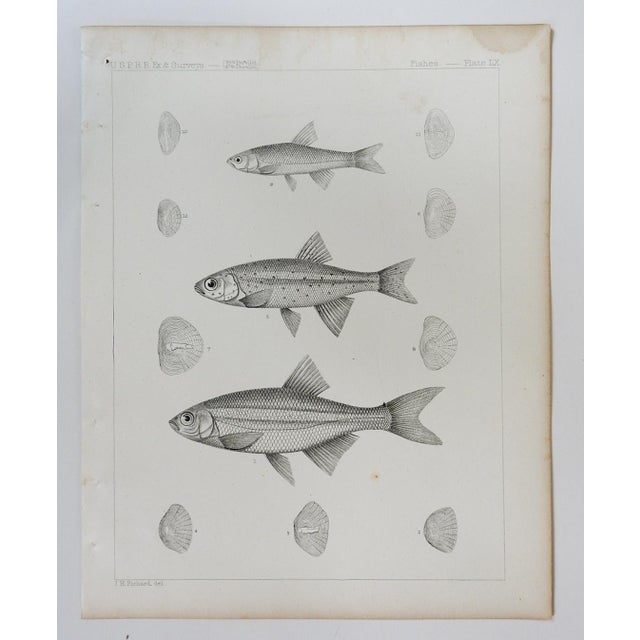 Rustic Mid 19th Century Us Pacifc Railroad Fish Lithograph Book Plate For Sale - Image 3 of 3