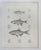 Rustic Mid 19th Century Us Pacifc Railroad Fish Lithograph Book Plate For Sale - Image 3 of 3
