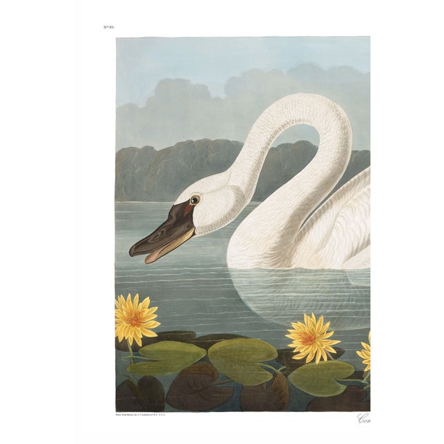 American Common American Swan, Museum Style Audubon Bird Print, 24" X 16" For Sale - Image 3 of 10