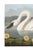 American Common American Swan, Museum Style Audubon Bird Print, 24" X 16" For Sale - Image 3 of 10