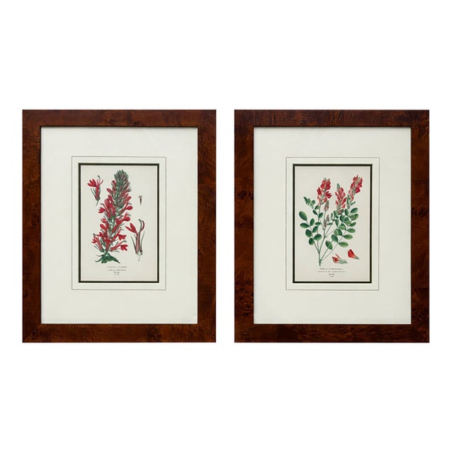 Honeysuckle & Cardinal Flowers, Framed Original Botanical Prints by Watson, 1896 - Set of 2 For Sale