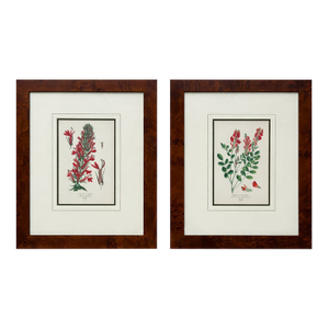 Honeysuckle & Cardinal Flowers, Framed Original Botanical Prints by Watson, 1896 - Set of 2