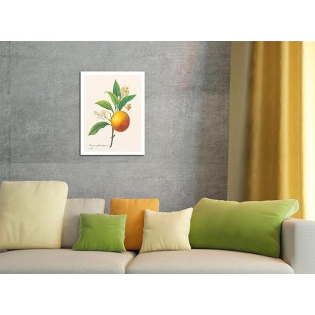 Redouté "Beautiful Flowers and Fruits" | Large Format Botanical Book For Sale - Image 15 of 18