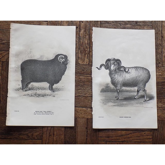 Authentic Antique 19th Century Sheep Stone Lithographs - Set of 12 For Sale In Cincinnati - Image 6 of 9