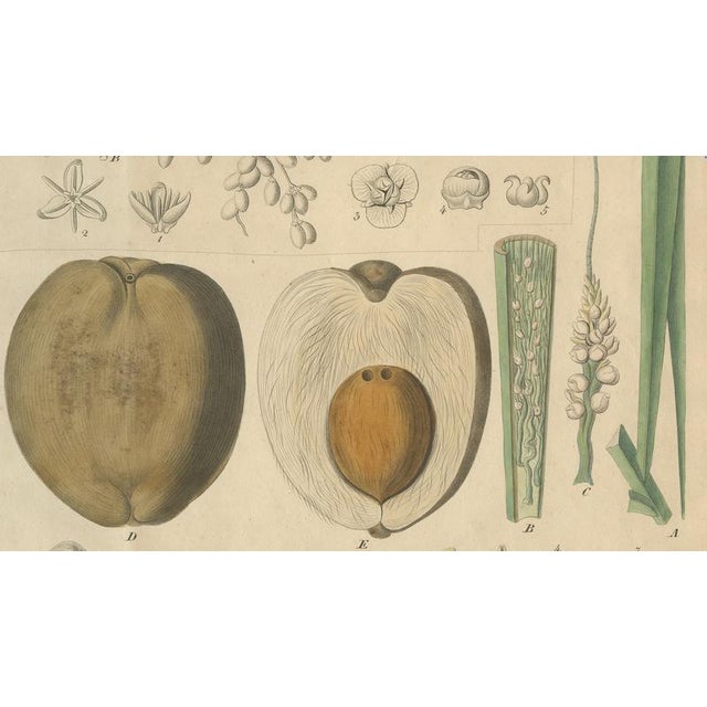 Coconut Palm, 1800s, Paper For Sale - Image 4 of 10