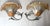 Large Italian Silver Leaf and Metal Flower Wall Sconces, 1970s, Set of 2 For Sale - Image 13 of 18