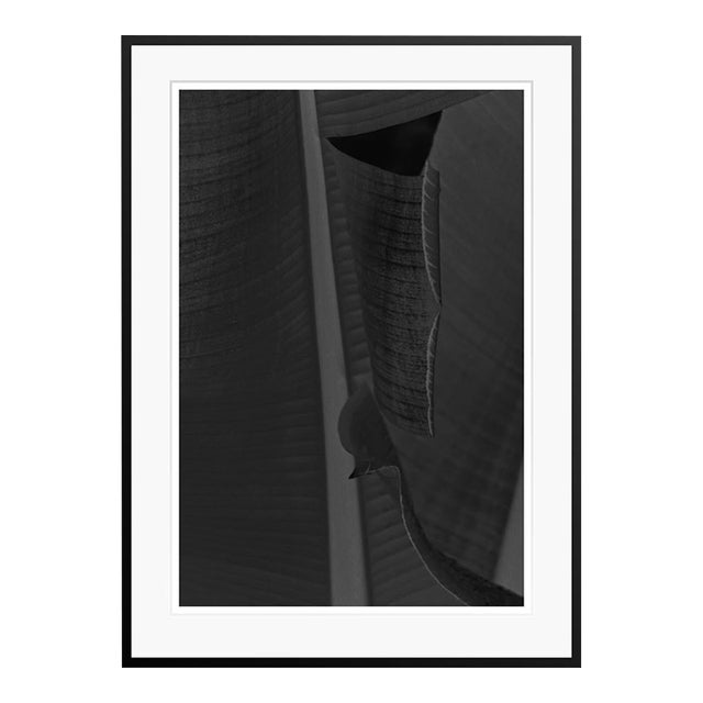 Black Leaf by Stuart Möller Framed For Sale