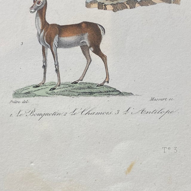 Paper French Antique 18th Century "Le Antilope" Animal Engraving Hand Colored Signed Artwork For Sale - Image 7 of 9