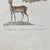 Paper French Antique 18th Century "Le Antilope" Animal Engraving Hand Colored Signed Artwork For Sale - Image 7 of 9