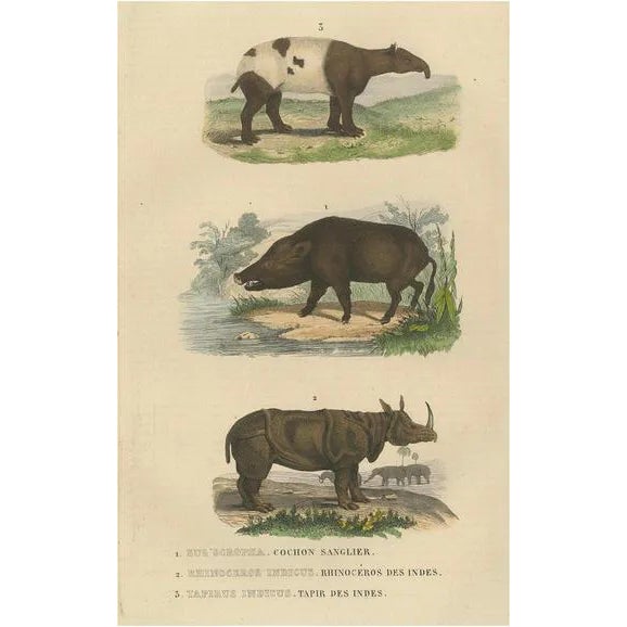 Terrestrial Mammals, 1845, Paper For Sale