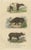 Terrestrial Mammals, 1845, Paper For Sale