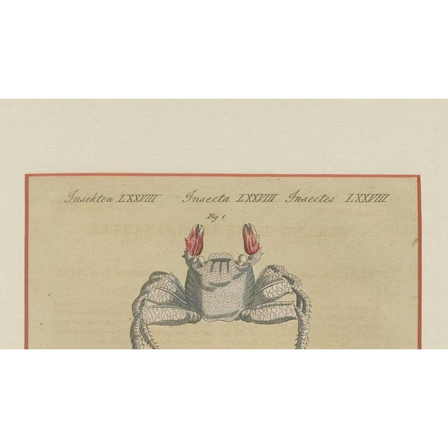 Brown Bertuch, Exotic Crabs & Fiddler Crab, 1813, Engraving For Sale - Image 8 of 9