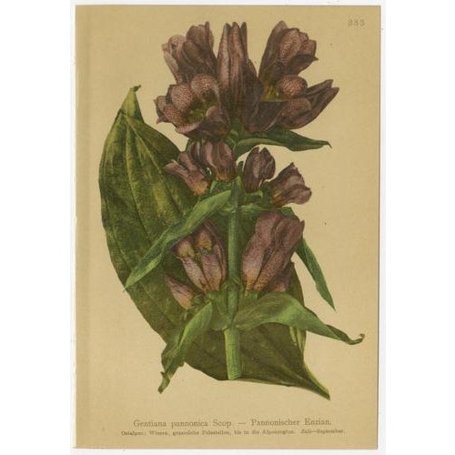 Gold Alpine Gentiana Botanical Plates, 1897, Set of 10 For Sale - Image 8 of 13