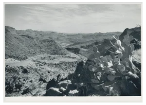 Cacti, Rio Grande, USA, 1960s, Black & White Photograph