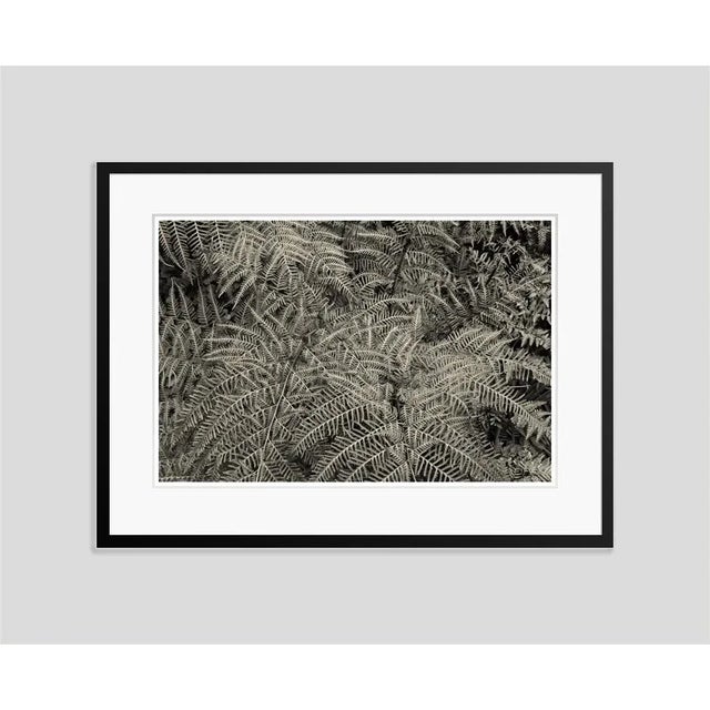 Silver Ferns' by Stuart Möller Close up view of an area of ferns. 2012. (photo Stuart Christian Möller) Archival Pigment...