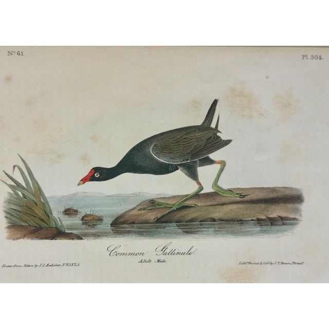 1840 colored lithograph of the Common Gallinule by John James Audubon 1st edition octavo from Birds of America, published...