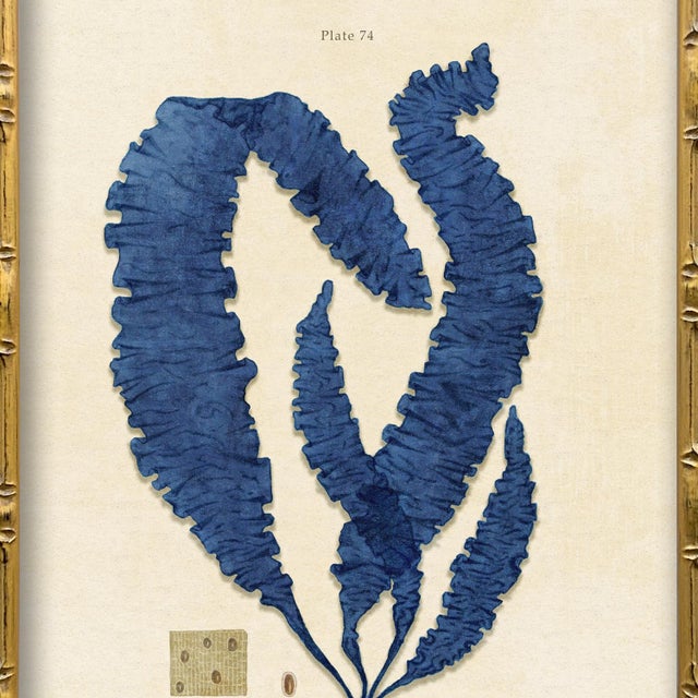 Contemporary Vintage Blue Seaweed Art Print Reproduction (4), Framed For Sale - Image 3 of 5