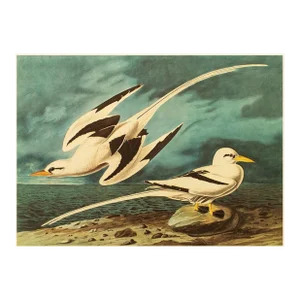 1966 White-Tailed Tropicbirds After John J. Audubon, XL Cottage Print
