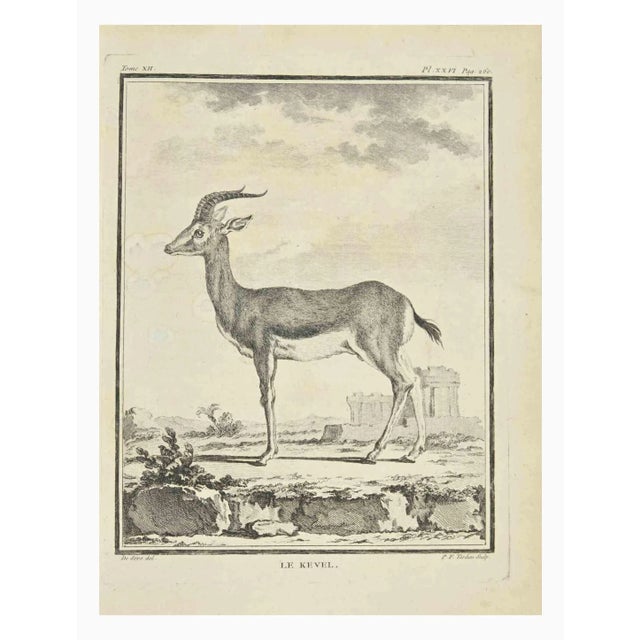 The kevel is an etching realized by P.F. Tardieu in 1771. It Belongs to the suite "Natural, general and particular history...