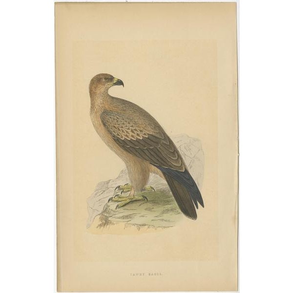 Eagles and Their Eggs, Paper, Set of 4 For Sale - Image 3 of 9