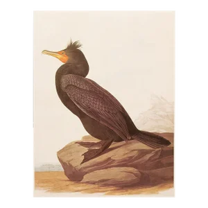 1966 Vintage Cottage Print "Double-Crested Cormorant" After John James Audubon