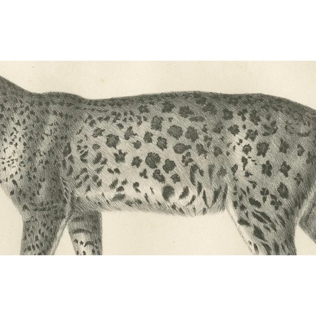 19th-century lithograph of the leopard in a graceful standing pose this finely detailed 19th-century lithograph features...