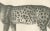 19th-century lithograph of the leopard in a graceful standing pose this finely detailed 19th-century lithograph features...