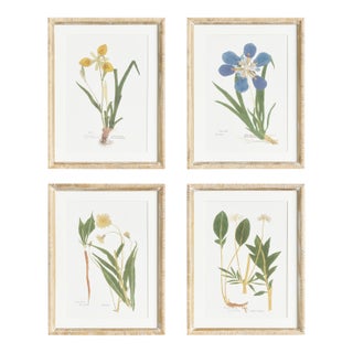 Assorted Pressed Flower Study St/4 For Sale