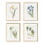Assorted Pressed Flower Study St/4 For Sale